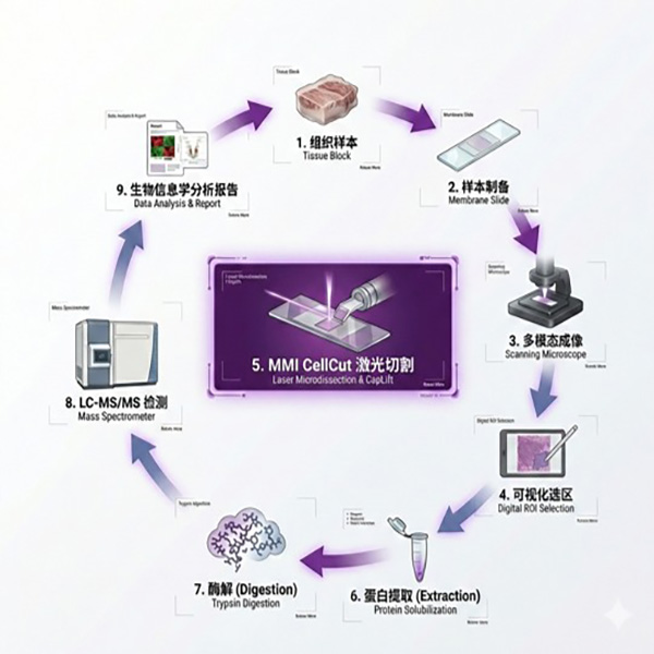 基于激光显微捕获的空间蛋白组学服务