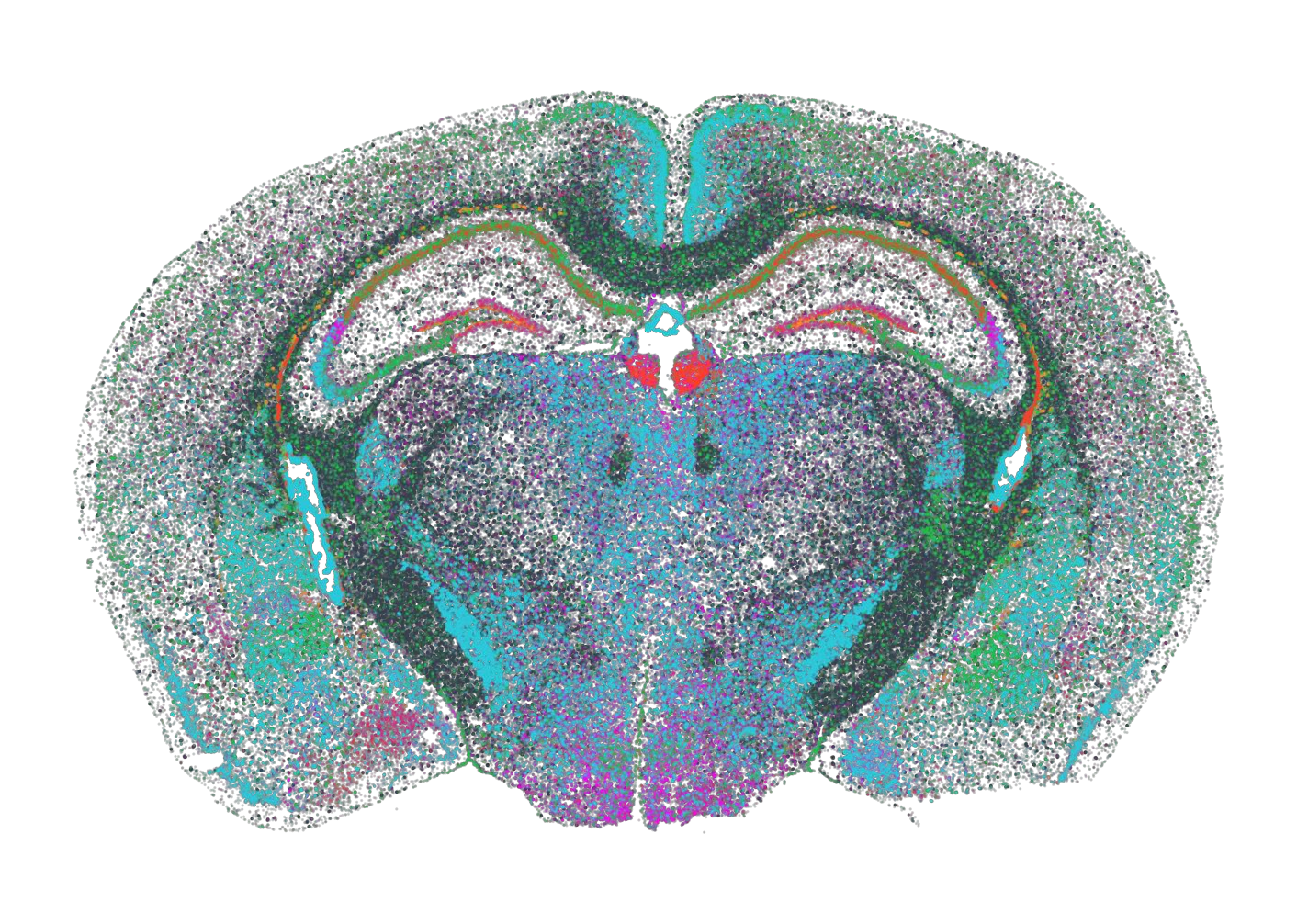 MERFISH Spatial Transcriptome Technology Services