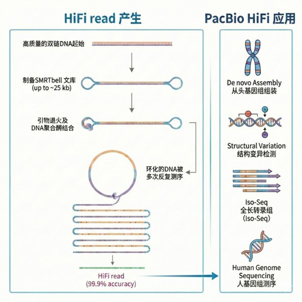 精准长读长测序服务（三代测序）